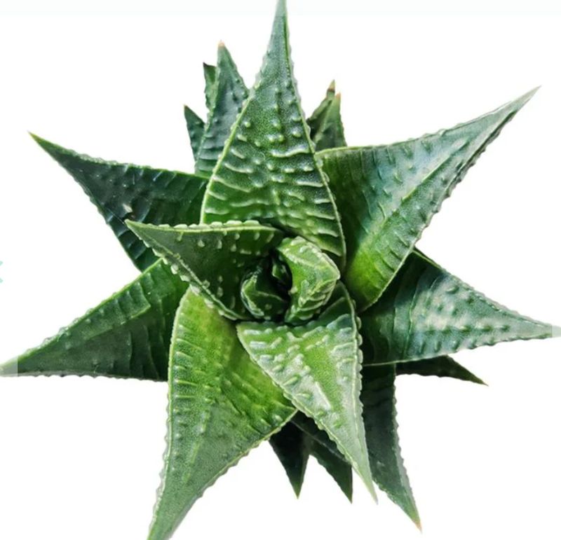 Haworthia Limfolia 4"