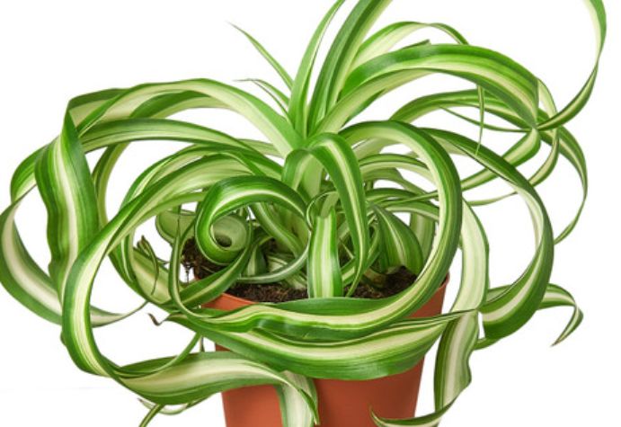 Spider plant Bonnie 6" HB