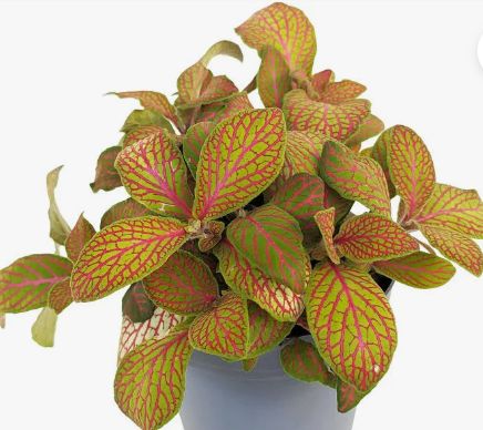 Fittonia skeleton 2"