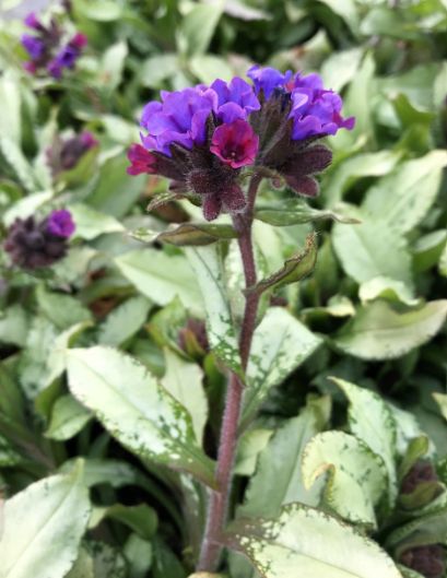 Pulmonaria Diana Clare 1 gal