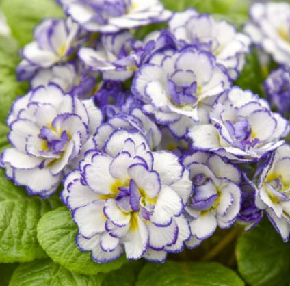 Primula belarina Rhapsody QT