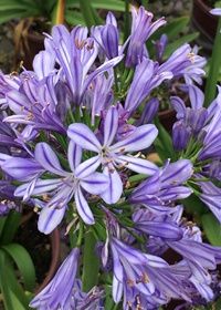 Agapanthus Charlotte 1 gal