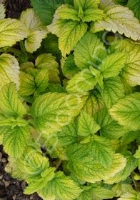 Lemon Balm Melissa Golden 4"