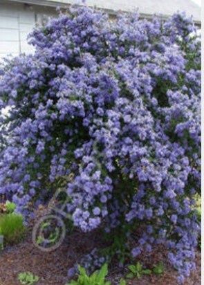 Ceanothus Dark Star 2 gal