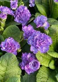 Primrose Pollyanna Qt