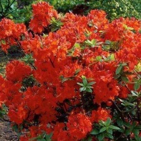 Azalea Exbury Gibraltar 1 gal