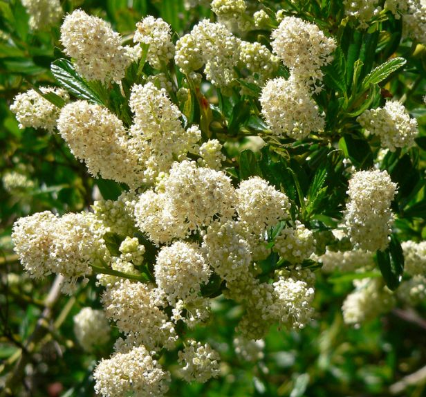 Ceanothus snow flurry 5 gal