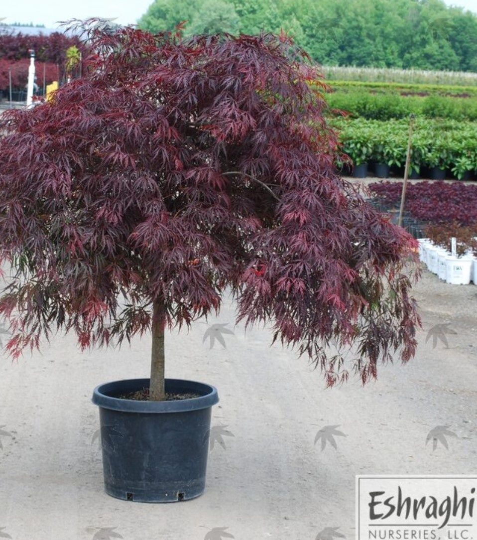 Acer diss Tamukeyama 2 gal