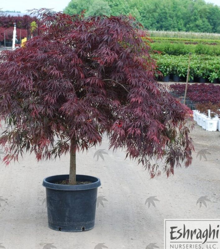 Japanese Maple Tamukeyama 2 gal