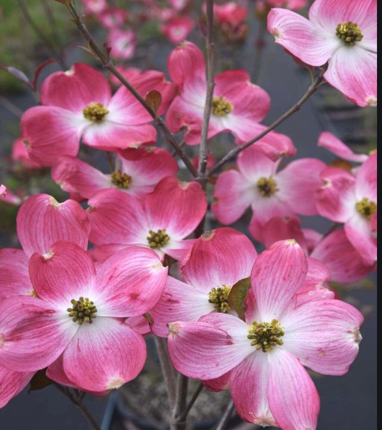 Dogwood Cherokee brave 2 gal