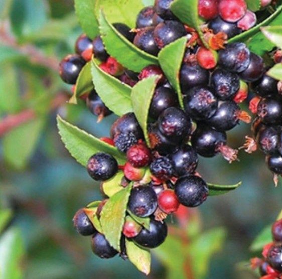 Huckleberry native star 3 gal