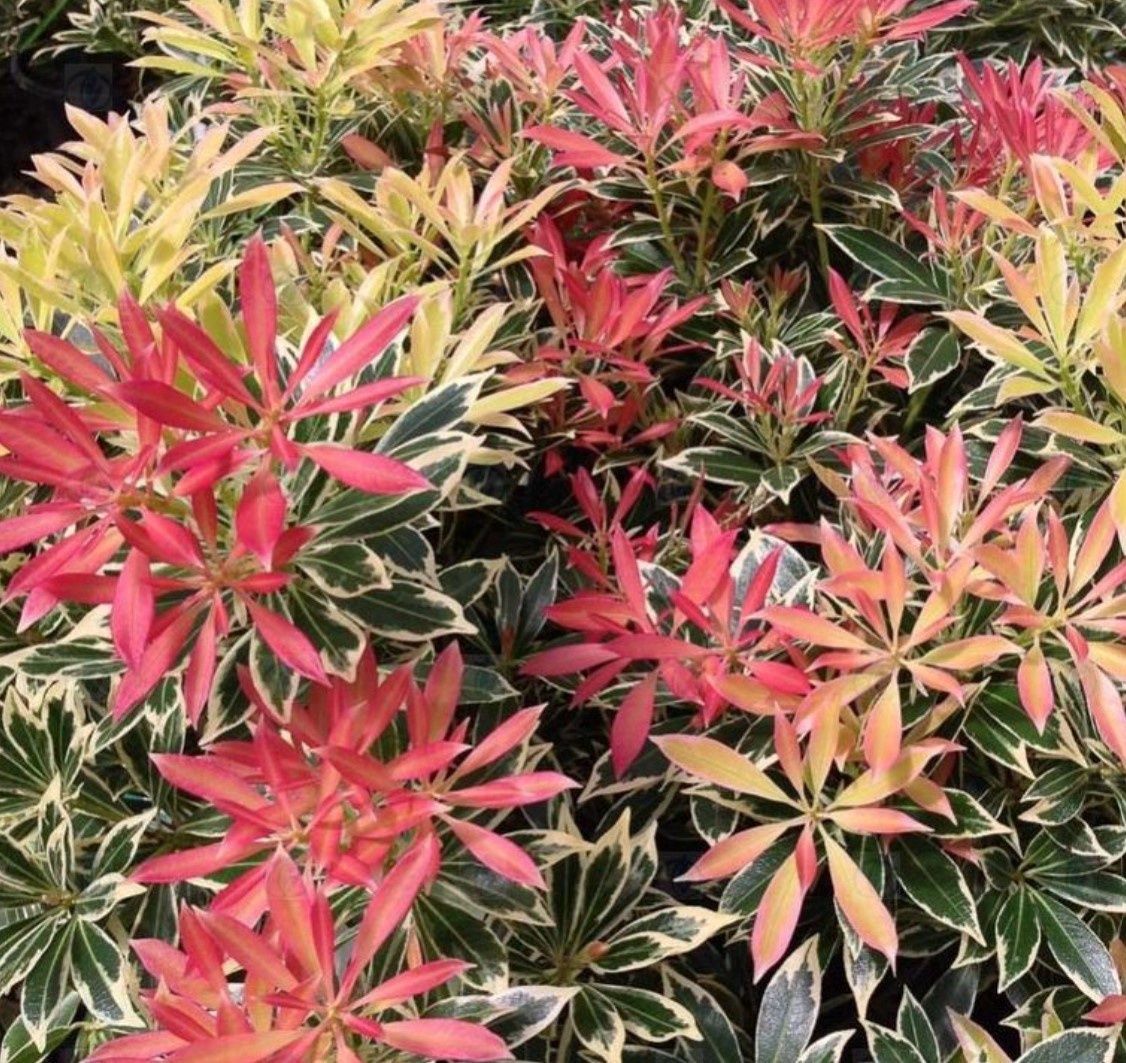Pieris Flaming Silver 2 gal