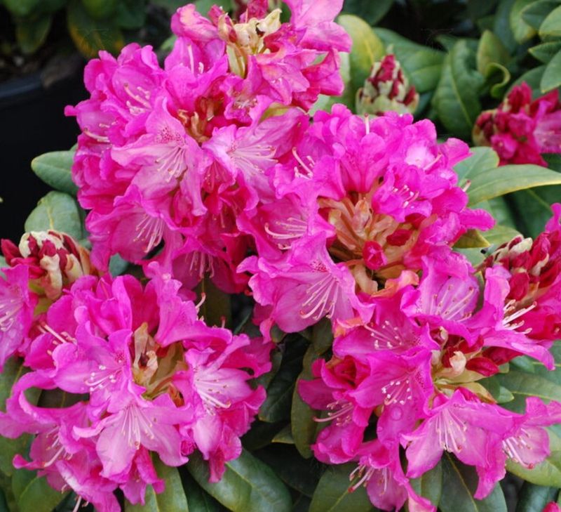 Rhody Holden 1 gal