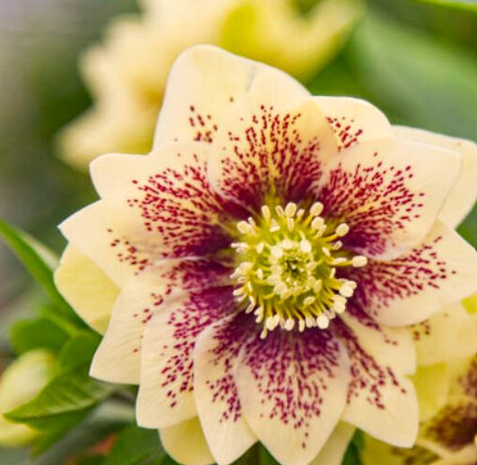 Hellebore father of the bride 1 gal