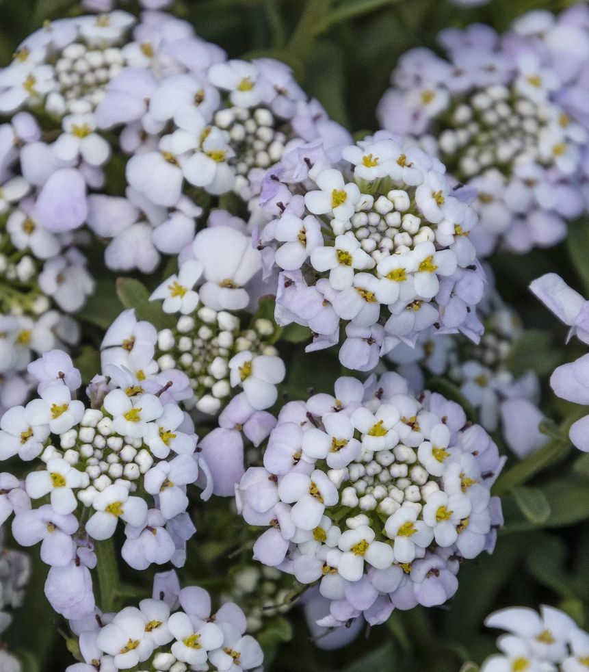 Iberis First Flush 4"