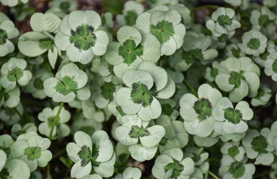 Trifolium repens 4 luck green glow 4"