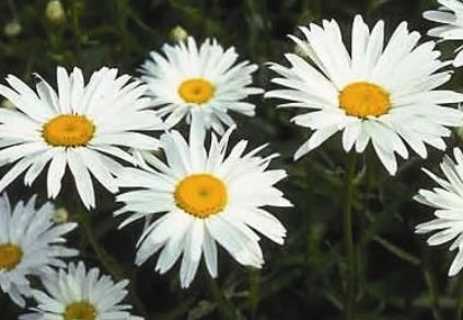 Shasta Daisy Alaska 4"