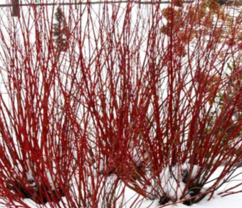 Cornus Arctic Fire 1 gal