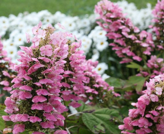 Hydrangea oakleaf Gatsby pink 2 gal