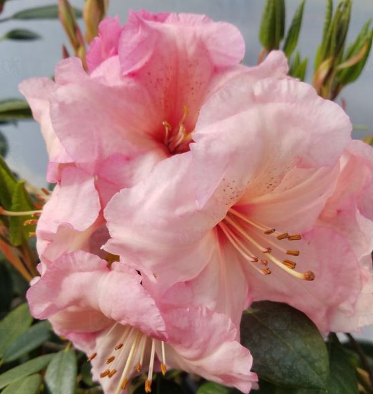 Rhody Virginia Richards 1 gal