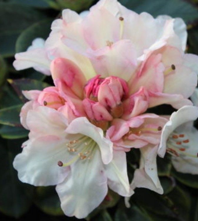 Rhody Unique 1 gal
