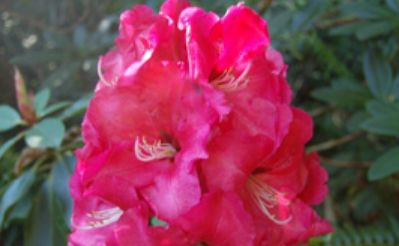 Rhody Red Walloper 6 gal