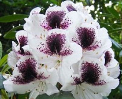 Rhody Sappho x Loder 2 gal