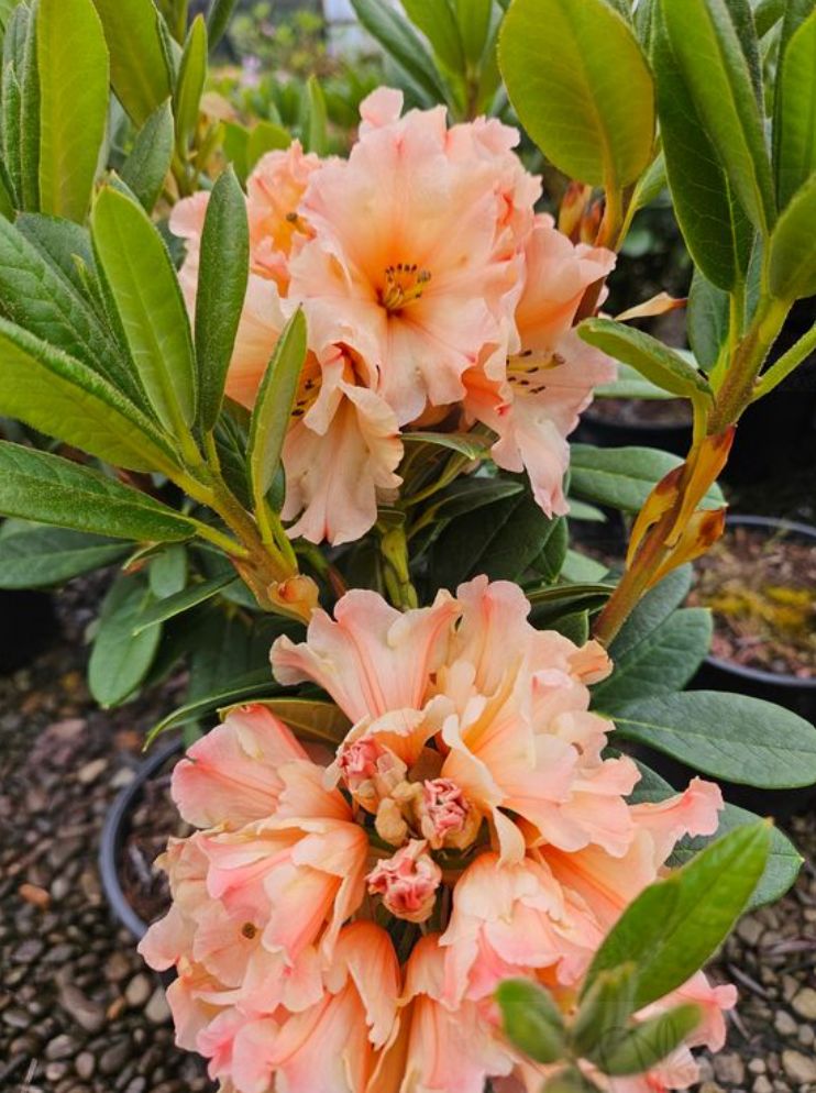 Rhododendron Wild ginger 2 gal