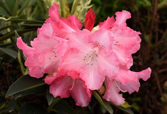 Rhody Solidarity 1 gal