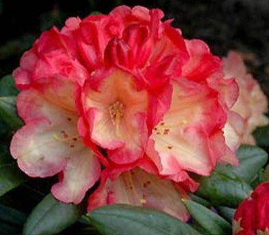 Rhody Seaview Sunset 6 gal