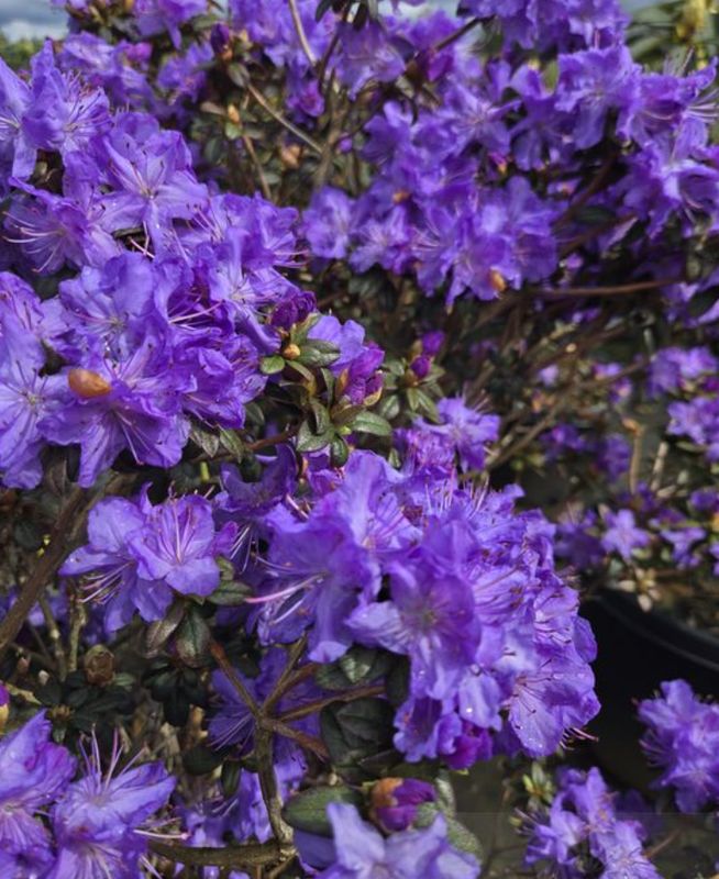 Rhody Ocean lake 2 gal