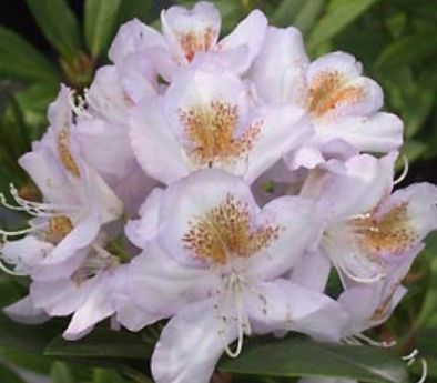 Rhody Mrs Lowinsky 1 gal