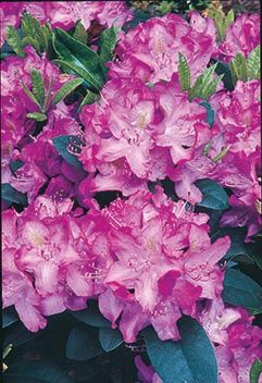 Rhody Minnetonka 1 gal