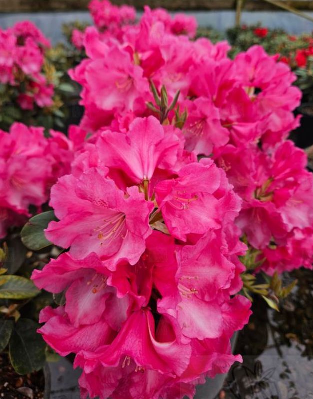 Rhody Gartendirektor Glocker 2 gal