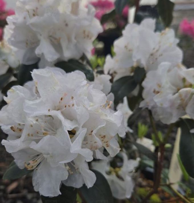 Rhody Molly Fordham 2 gal