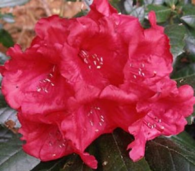 Rhody Crimson Pippin 2 gal