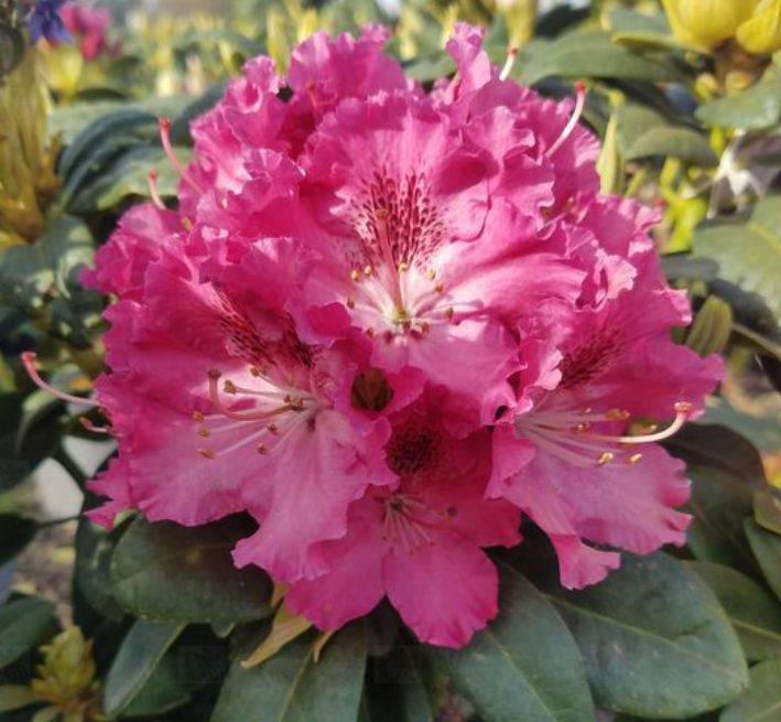 Rhody Besse Howells 2 gal