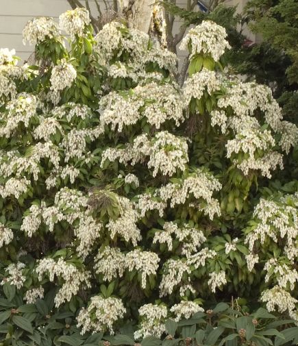 Pieris Brouwers beauty 2 gal