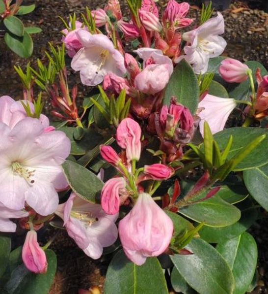 Rhody Kimberly 2 gal