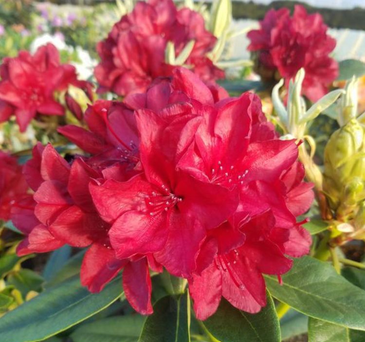 Rhody Firestorm 6 gal