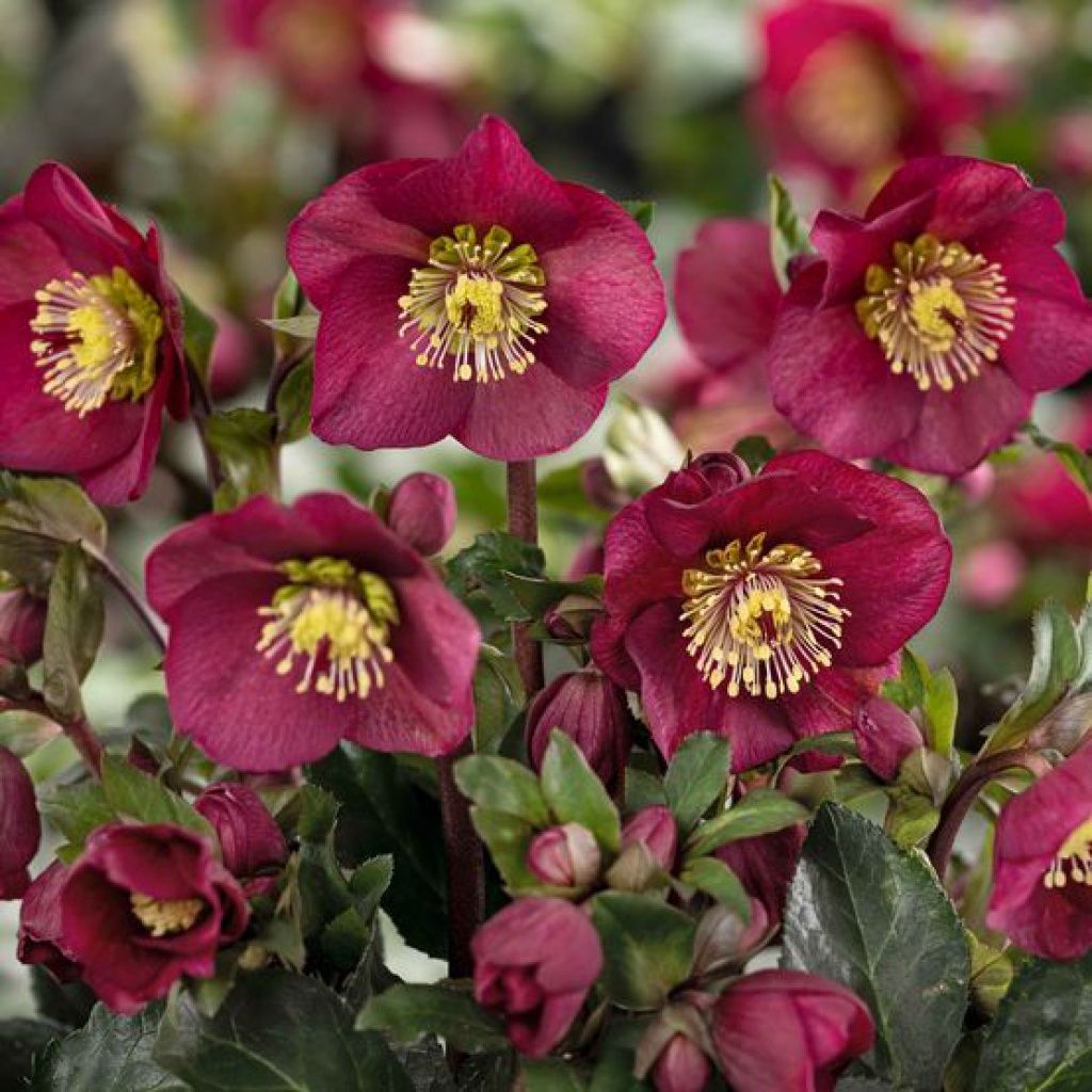 Hellebore Ice N' Roses Bennotta 1 gal