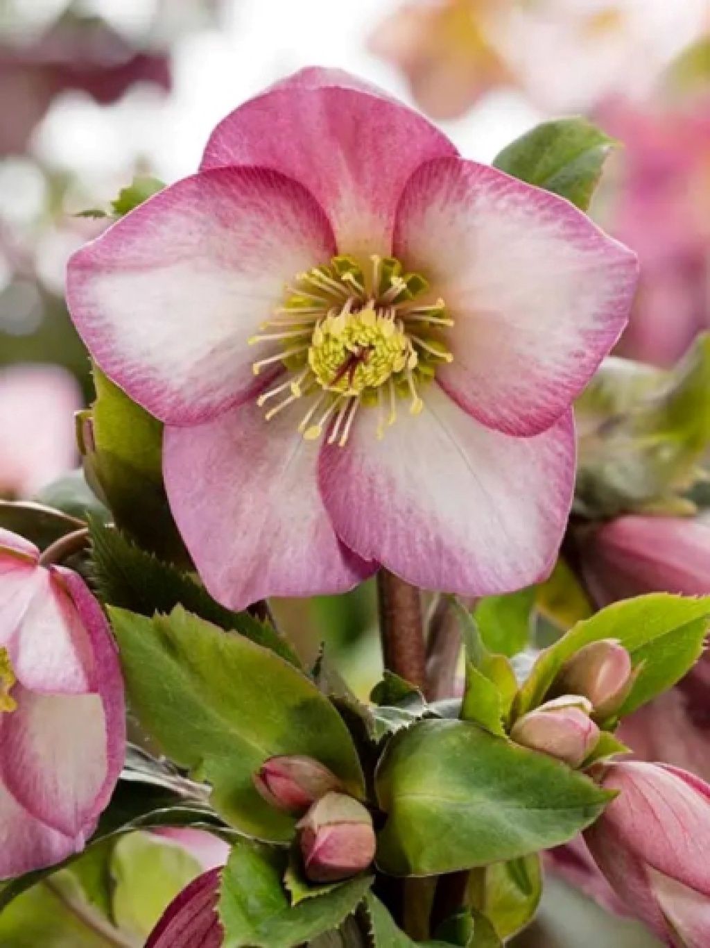 Hellebore Ice N Roses Rose 1 gal