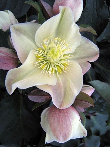 Hellebore Cinnamon Snow Qt