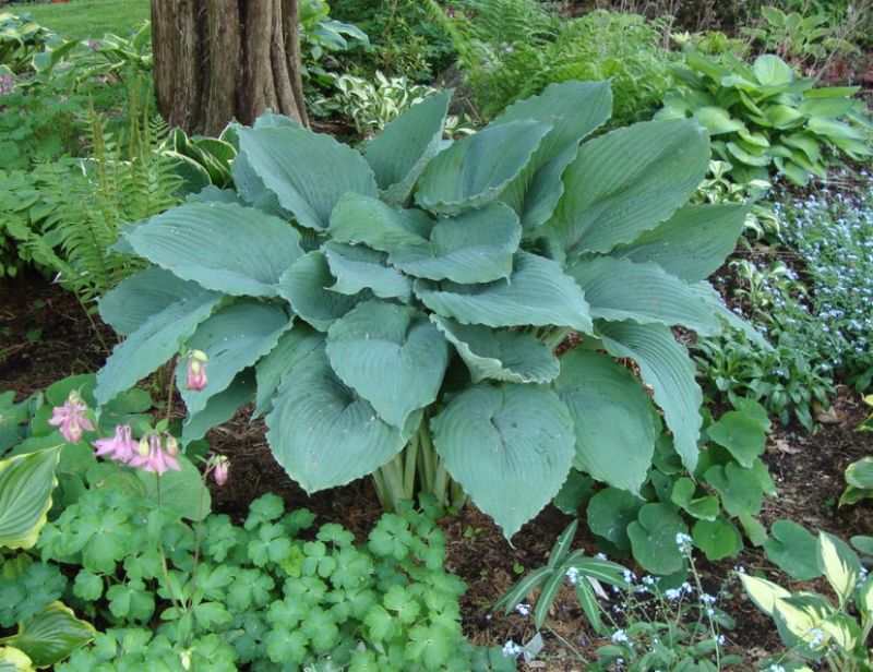 Hosta Queen of the Sea Qt