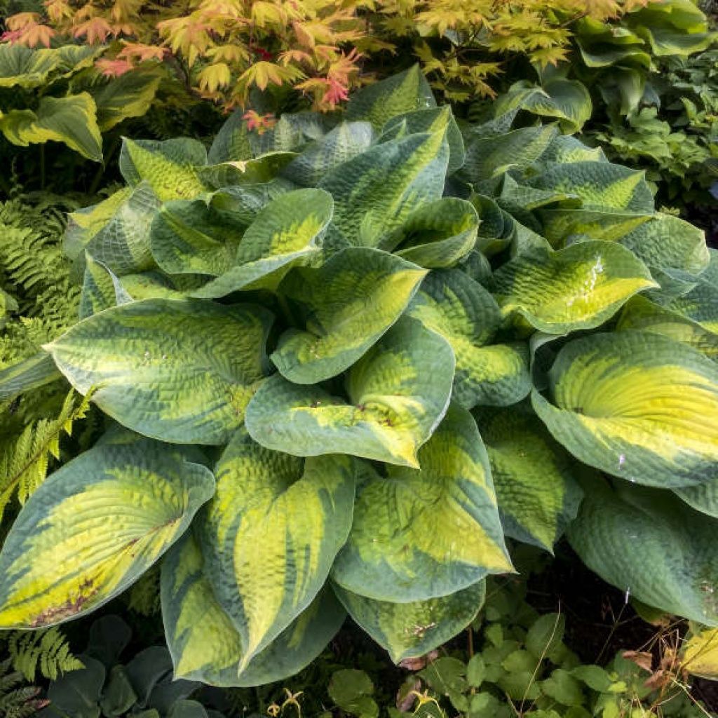 Hosta Brother Stefan Qt