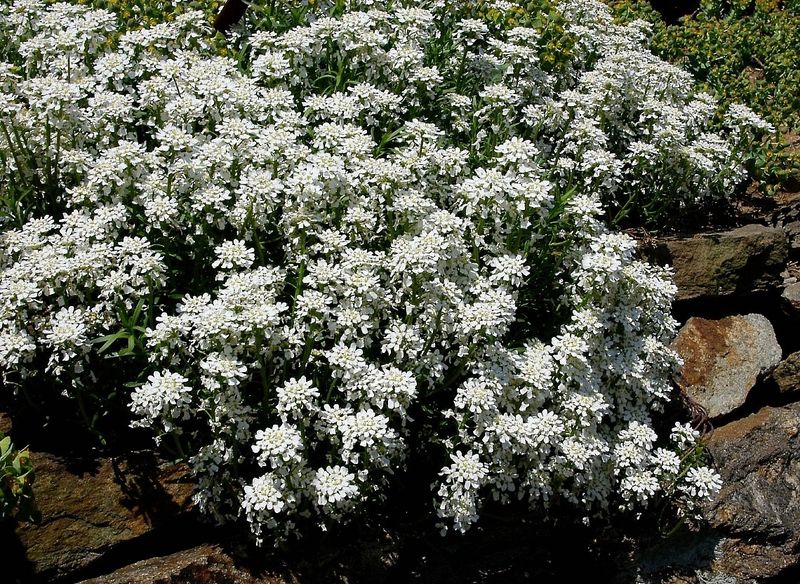 Iberis Purity Qt