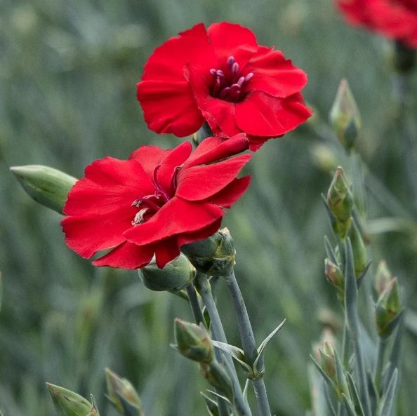 Dianthus American Pie 1 gal