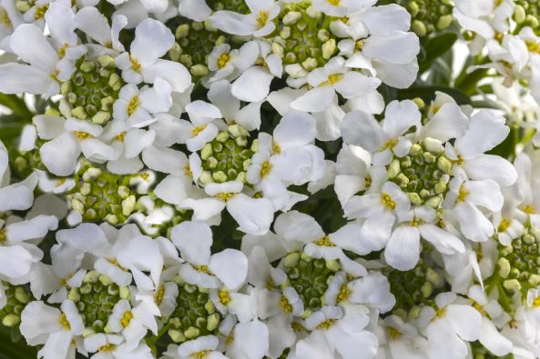 Iberis Snow Dome 1 gal