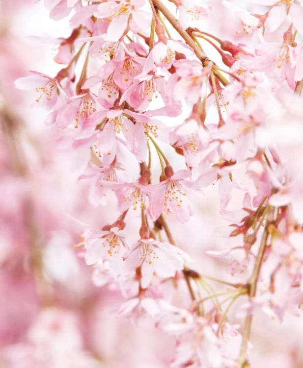Weeping Higan Flowering Cherry 5 gal
