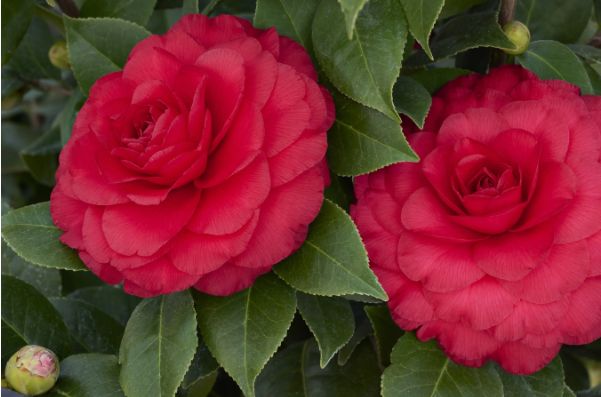 Camellia Bella Rossa 5 gal